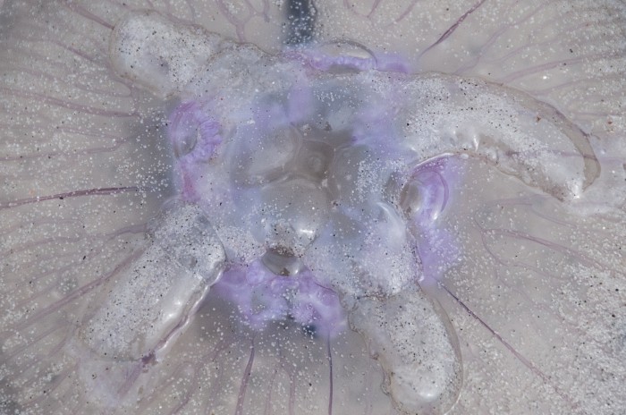 Jellyfish in detail