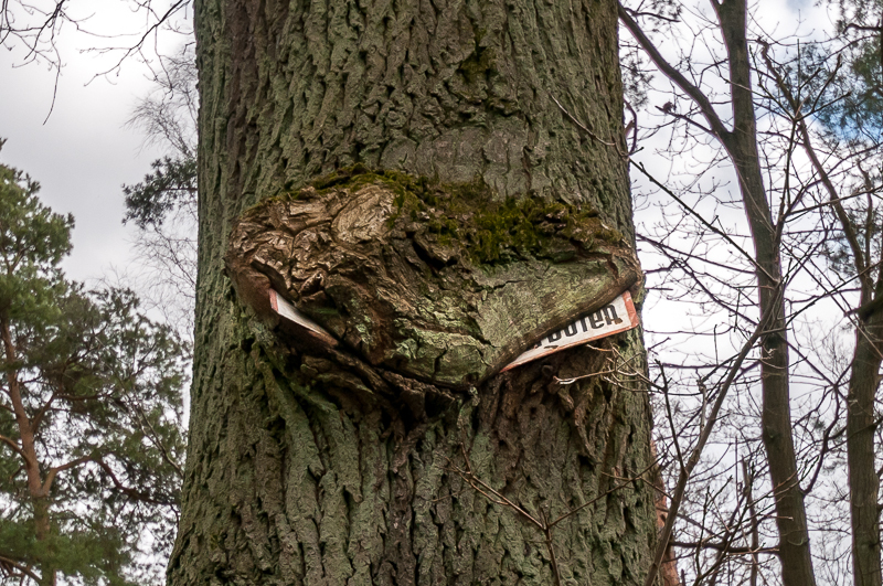 Rare species: Tree very slowly eating prohibition sign "Waste Disposal Forbidden".